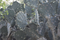 Opuntia alta