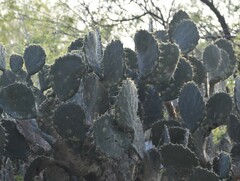 Opuntia alta
