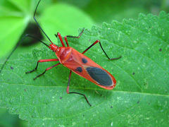 Macrocheraia grandis