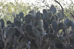 Opuntia alta
