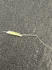 Amphibromus nervosus