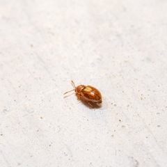 Atomaria lewisi