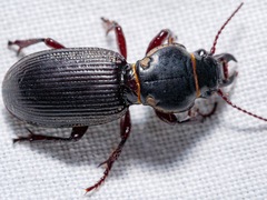 Mecodema moniliferum