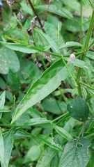 Andrographis paniculata