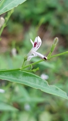 Andrographis paniculata