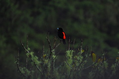 Ramphocelus flammigerus
