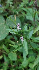 Andrographis paniculata