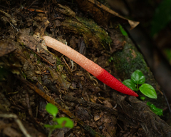 Mutinus argentinus