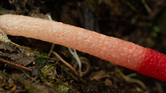 Mutinus argentinus