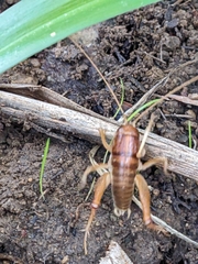 Ceuthophilus californianus