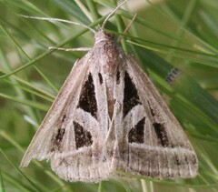 Callistege diagonalis