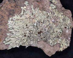 Xanthoparmelia lineola