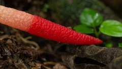 Mutinus argentinus