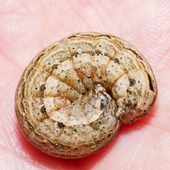 Ichneutica steropastis