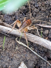 Ceuthophilus californianus