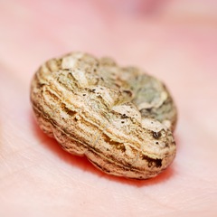 Ichneutica steropastis