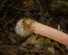 Mutinus argentinus