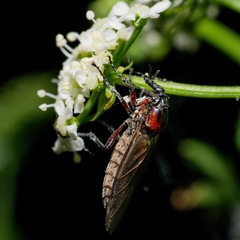 Dilophus nigrostigma