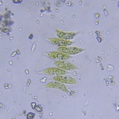Tetradesmus