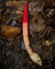 Mutinus argentinus