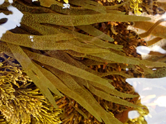 Dictyota kunthii