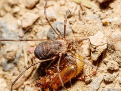 Phalangium opilio