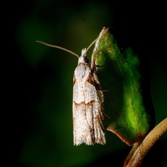 Harmologa amplexana