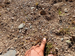 Mostacillastrum orbignyanum