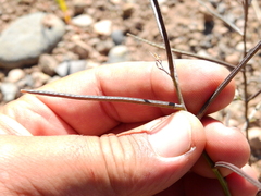 Mostacillastrum orbignyanum