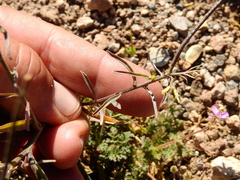 Mostacillastrum orbignyanum