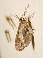 Asaphodes