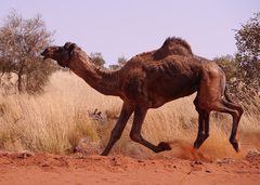 Camelus dromedarius