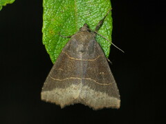 Arytrura musculus