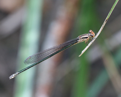 Pseudagrion ignifer