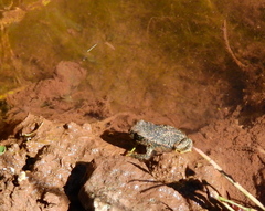 Rhinella spinulosa