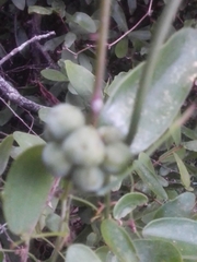 Smilax campestris