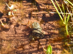 Rhinella spinulosa
