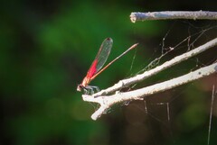 Hetaerina rosea