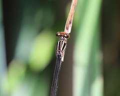 Pseudagrion ignifer