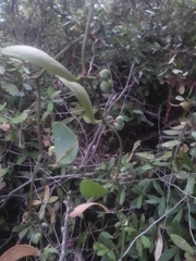 Smilax campestris