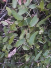 Smilax campestris