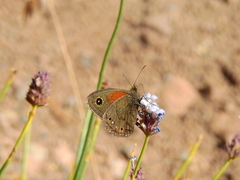 Cosmosatyrus leptoneuroides
