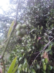 Smilax campestris
