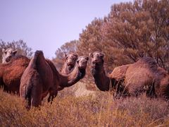 Camelus dromedarius