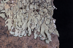 Xanthoparmelia lineola