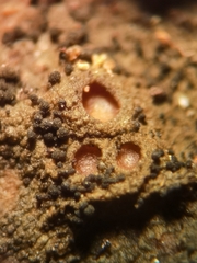 Lathagrium auriforme