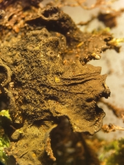 Lathagrium auriforme