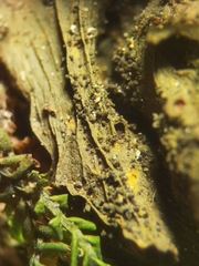 Lathagrium auriforme