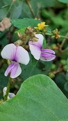 Tephrosia noctiflora
