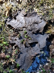 Lathagrium auriforme